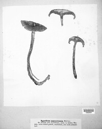 Pholiota squarrosa image